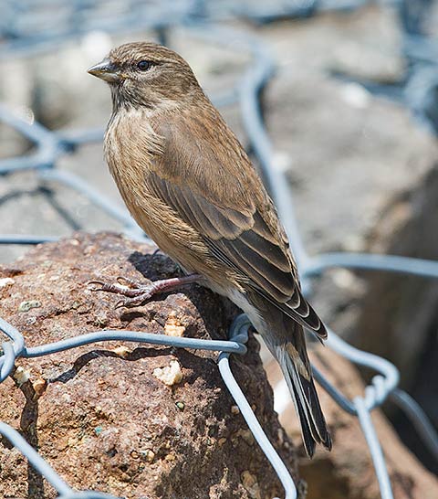Drakensberg Siskin female